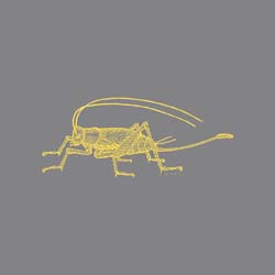Pest Control for Crickets Phoenix AZ