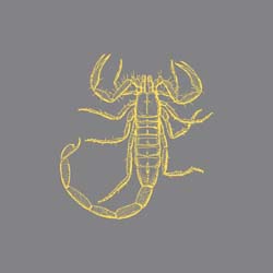 Scorpion Pest Control